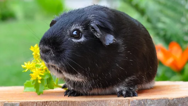 pezibear-guinea-pig-500236_1920.jpg
