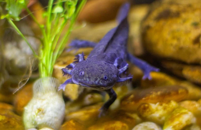 axolotl.jpg