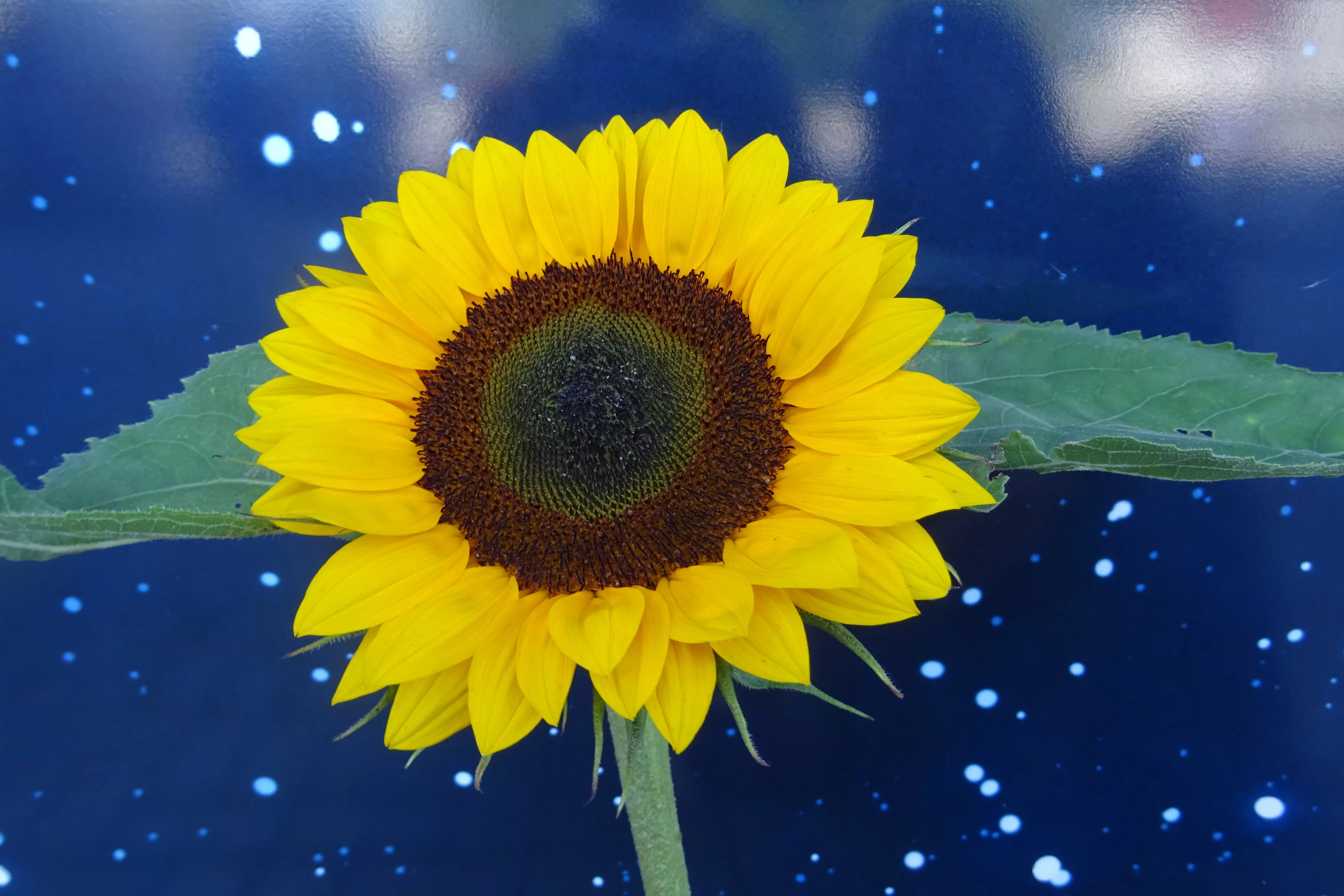 zluta-slunecnice-iQLANDIA