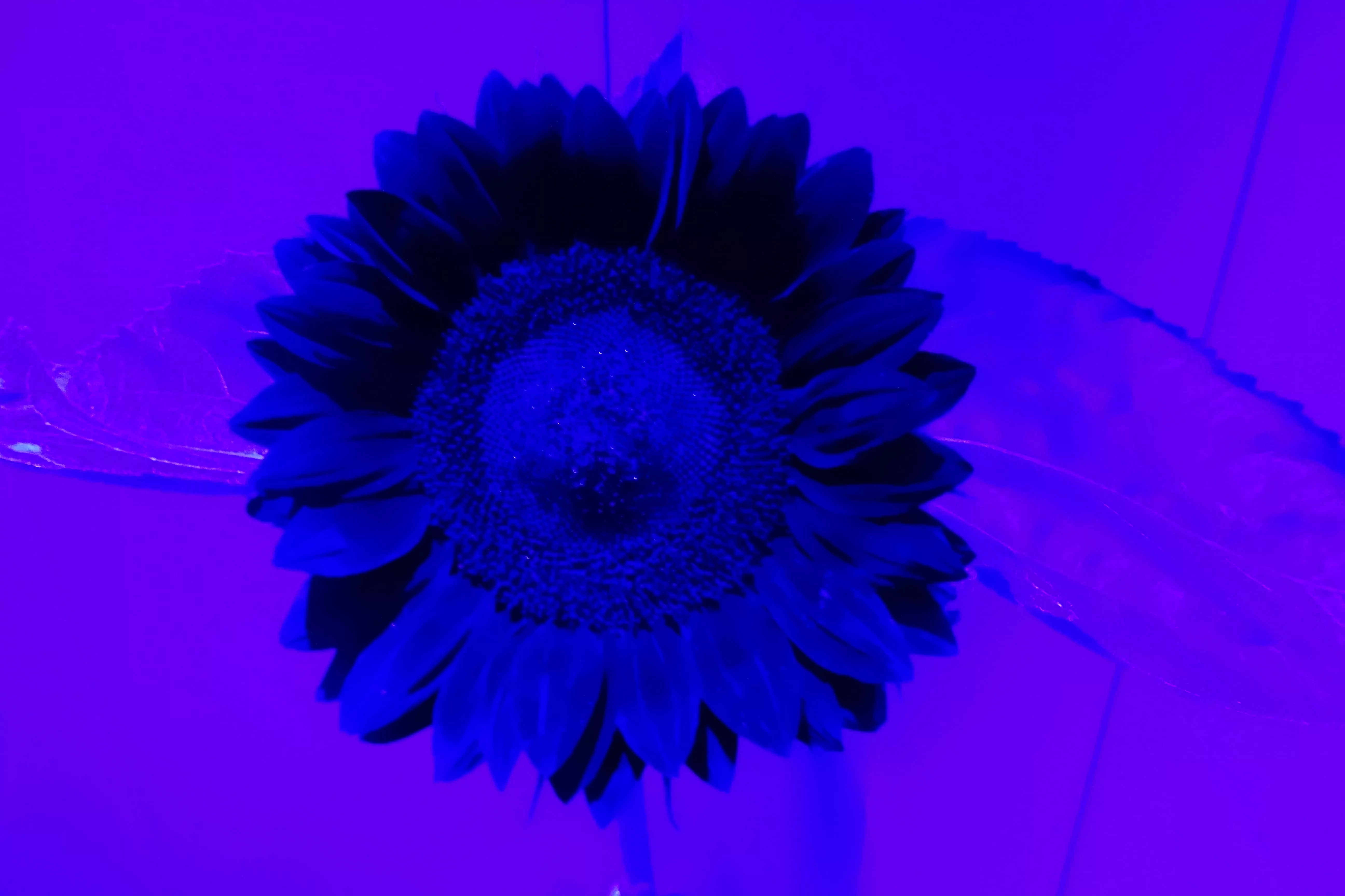 cerna-slunecnice-iQLANDIA