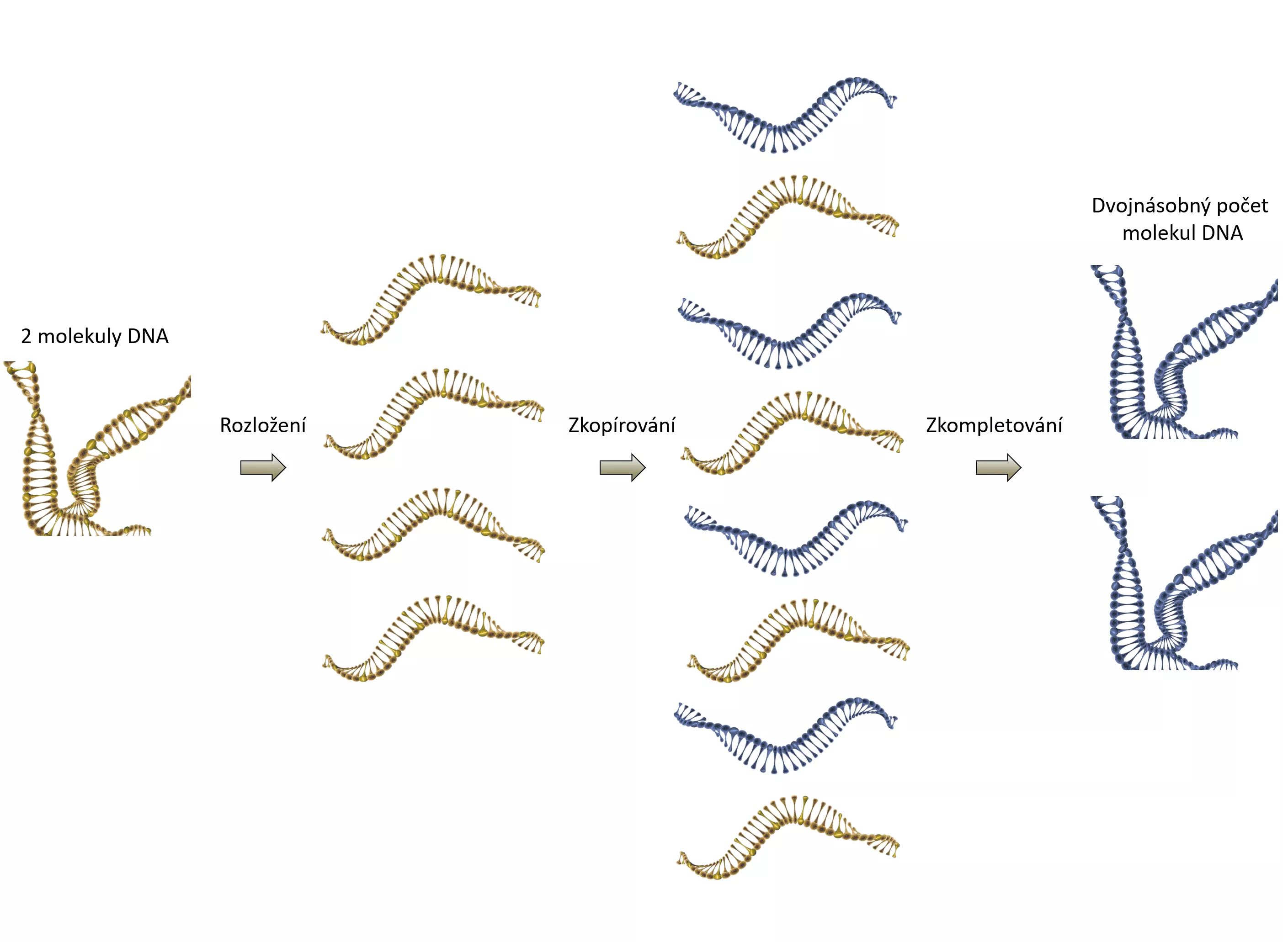 DNA molekuly viru hepatitidy B